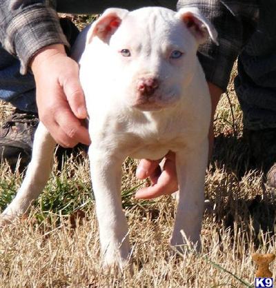 solid white pitbull puppies for sale american pit bull puppy for sale solid white nose with 1 blue eye pr 10 solid white pitbull puppies for sale american pit bull puppy for sale solid white nose with 1 blue eye pr 10