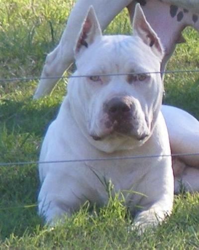 solid white pitbull puppies for sale american pit bull puppy for sale solid white nose pit bull puppy adba ukc 10 solid white pitbull puppies for sale american pit bull puppy for sale solid white nose pit bull puppy adba ukc 10