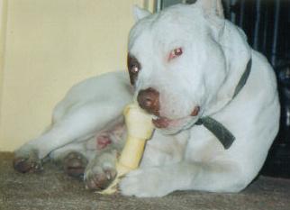 solid white pitbull puppies for sale american pit bull puppy for sale solid white pit bull puppies 1 nose 10 solid white pitbull puppies for sale american pit bull puppy for sale solid white pit bull puppies 1 nose 10