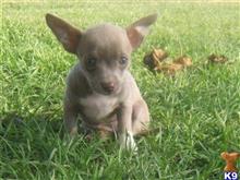 chihuahua puppy posted by Randbranch29073