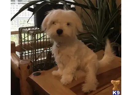 Rover available Maltese puppy located in NIXA