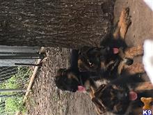 german shepherd puppy posted by Rango55