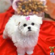 maltese puppy posted by Raphaelz