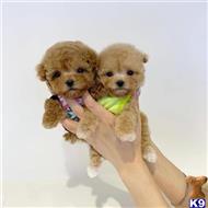 maltipoo puppy posted by Raphaelz