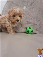 maltipoo puppy posted by Raphaelz