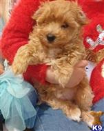 maltipoo puppy posted by Raphaelz