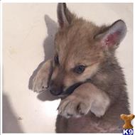 wolf dog puppy posted by RareBreedExotics