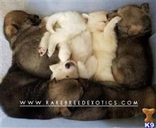 wolf dog puppy posted by RareBreedExotics
