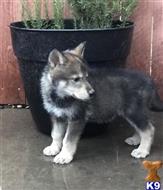wolf dog puppy posted by RareBreedExotics