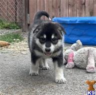 wolf dog puppy posted by RareBreedExotics