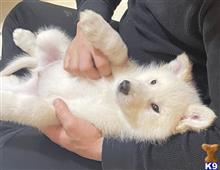 wolf dog puppy posted by RareBreedExotics