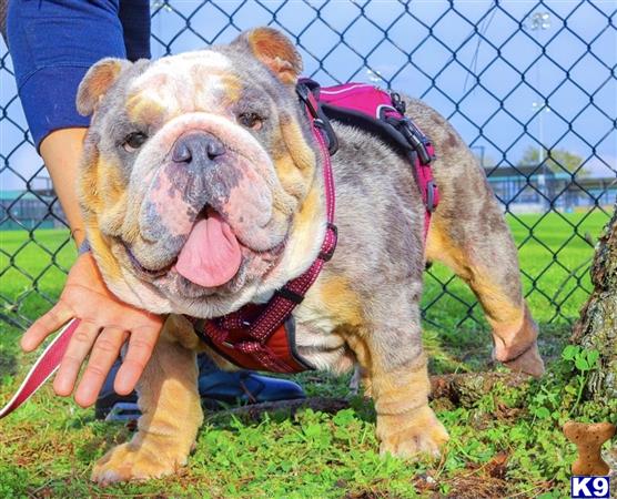 English Bulldog Stud Dog Rare Blue Tri Merle For Stud Service Carries For All Colors Akc Ckc Registered 4 Years Old