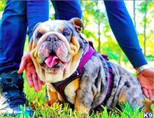 english bulldog puppy posted by Rarebulldogstud