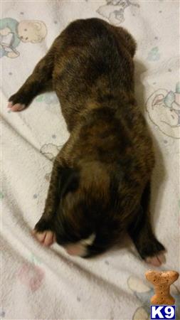 boxer puppy posted by Rastaboxerstud