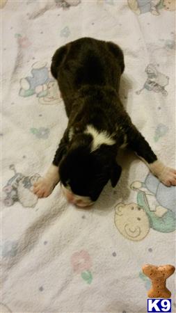 boxer puppy posted by Rastaboxerstud