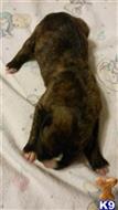 boxer puppy posted by Rastaboxerstud