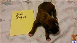 boxer puppy posted by Rastaboxerstud