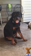  Jägermeister available Rottweiler puppy located in CARRIERE