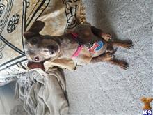Dexter  available Dachshund puppy located in WICHITA