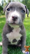 american pit bull puppy posted by Razzaaq