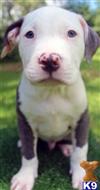 american pit bull puppy posted by Razzaaq