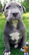 american pit bull puppy posted by Razzaaq