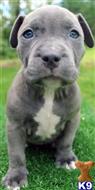 american pit bull puppy posted by Razzaaq