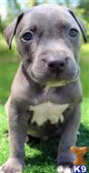 american pit bull puppy posted by Razzaaq