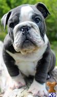English Bulldog