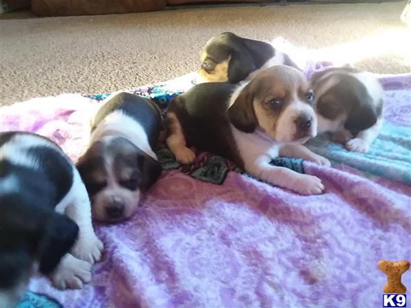Beagle puppy for sale