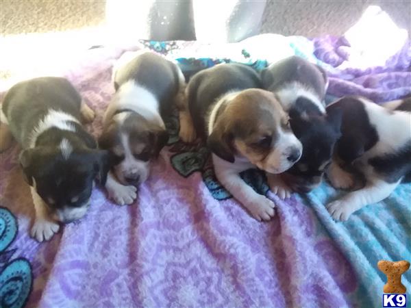 Beagle puppy for sale