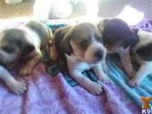 beagle puppy posted by Rbastien