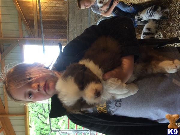 Australian Shepherd puppy for sale