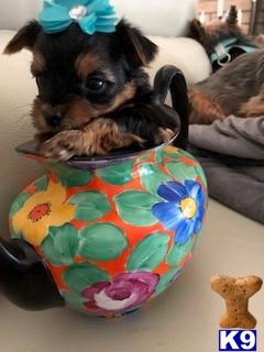 Yorkshire Terrier puppy for sale