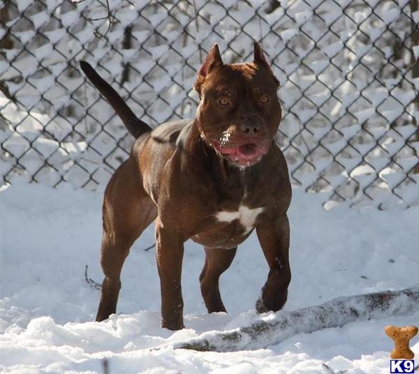 American Pit Bull Puppy for Sale Red Nose Pit Bull Puppies UKC/ADBA 13