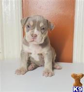 american bully puppy posted by Rebel4life