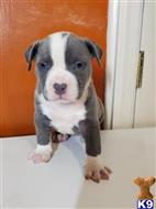 american bully puppy posted by Rebel4life