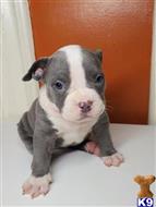 american bully puppy posted by Rebel4life