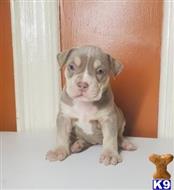 american bully puppy posted by Rebel4life