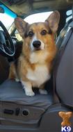 Rebel available Pembroke Welsh Corgi puppy located in TAFT