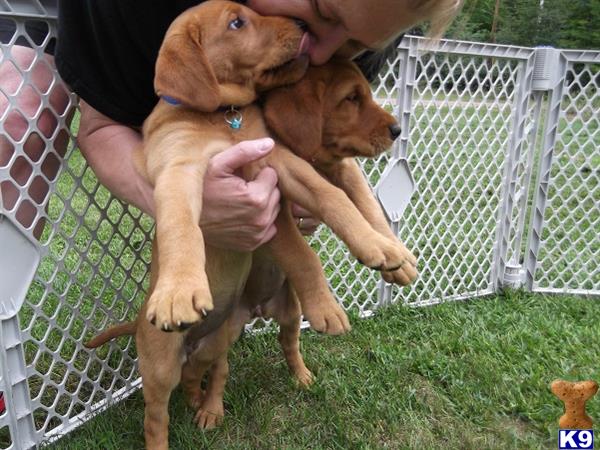 labrador retriever puppy posted by RedMapleRanch
