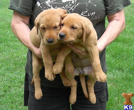 fox lab puppies for sale price labrador retriever puppy for sale fox lab akc puppies for sale 4 years fox lab puppies for sale price labrador retriever puppy for sale fox lab akc puppies for sale 4 years