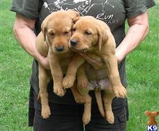 labrador retriever puppy posted by RedMapleRanch