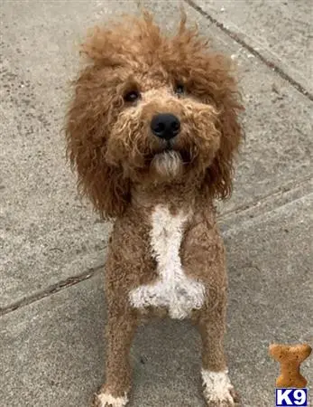 Poodle stud dog