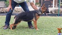 German Shepherd