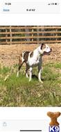 Roz available American Bulldog puppy located in CONYERS