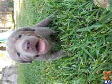 labrador retriever puppy posted by Regettap