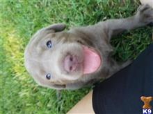 labrador retriever puppy posted by Regettap