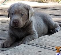labrador retriever puppy posted by Regettap