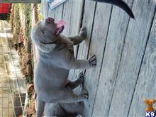 labrador retriever puppy posted by Regettap